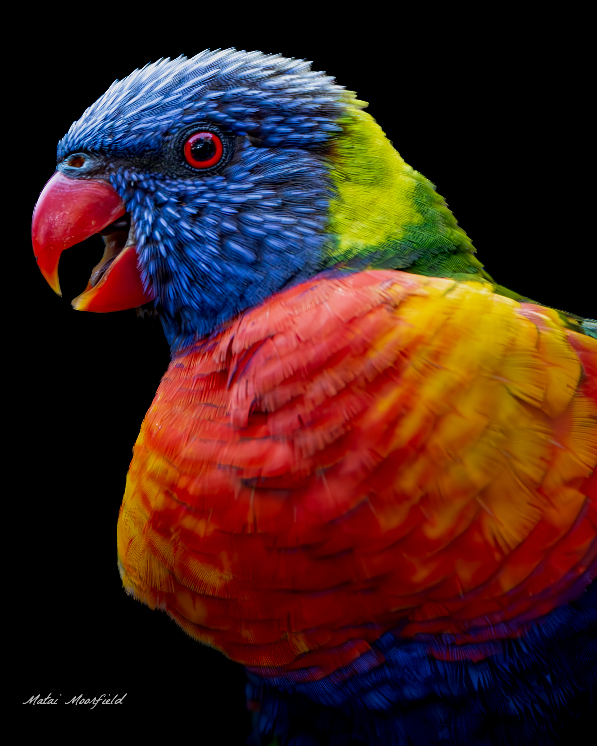Australian Rainbow Lorikeet on a black background Australian Rainbow Lorikeet on a black background